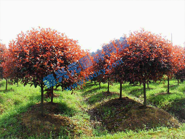 c鿴ԔϢ}t~ʯ骘 xΔ2569